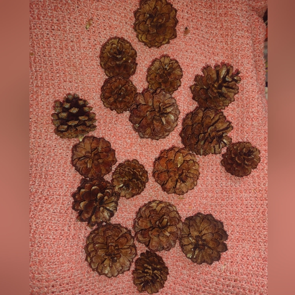 Decorative Brown Pine Cones